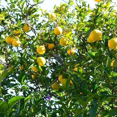 빌라 Vida Nova Algarve, Infinity Pool And Awesome Coastal Views