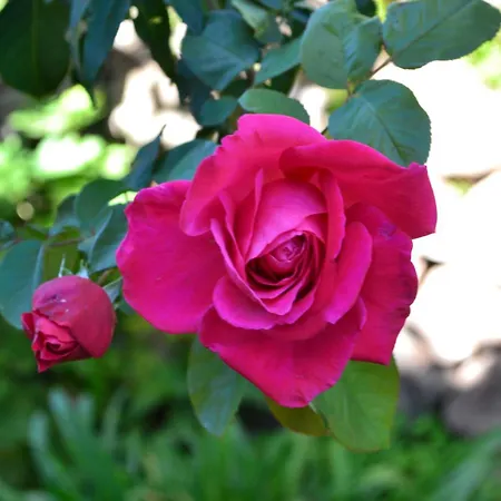 Vida Nova Algarve, Infinity Pool And Awesome Coastal Views *