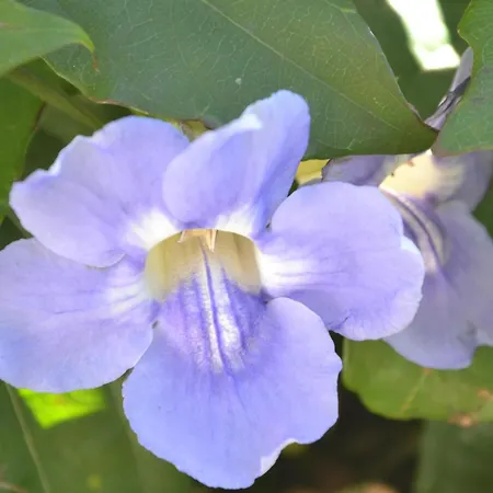 Vida Nova Algarve, Infinity Pool And Awesome Coastal Views